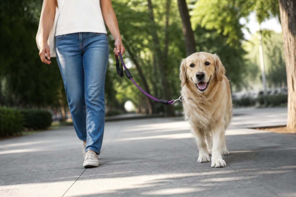 Loose Leashes Alternative: Unique Dog Lover Designs